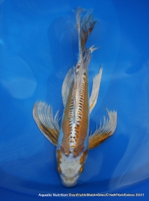 Butterfly Koi For Sale