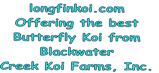 longfinkoi.com
Offering the best 
Butterfly Koi from 
Blackwater 
Creek Koi Farms, Inc.
